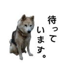 雑種犬タローの1日（個別スタンプ：6）