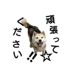雑種犬タローの1日（個別スタンプ：7）