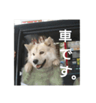 雑種犬タローの1日（個別スタンプ：8）