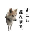 雑種犬タローの1日（個別スタンプ：10）
