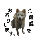 雑種犬タローの1日（個別スタンプ：12）