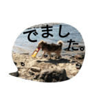雑種犬タローの1日（個別スタンプ：13）