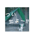 雑種犬タローの1日（個別スタンプ：15）