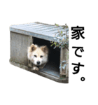 雑種犬タローの1日（個別スタンプ：16）