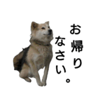 雑種犬タローの1日（個別スタンプ：17）