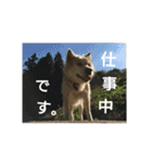 雑種犬タローの1日（個別スタンプ：19）