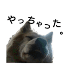 雑種犬タローの1日（個別スタンプ：21）