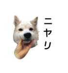 雑種犬タローの1日（個別スタンプ：22）