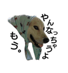 雑種犬タローの1日（個別スタンプ：25）
