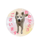 雑種犬タローの1日（個別スタンプ：26）