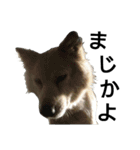 雑種犬タローの1日（個別スタンプ：27）