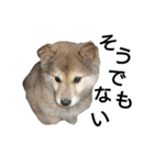 雑種犬タローの1日（個別スタンプ：29）