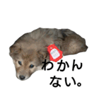 雑種犬タローの1日（個別スタンプ：30）