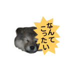 雑種犬タローの1日（個別スタンプ：31）