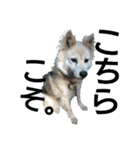 雑種犬タローの1日（個別スタンプ：32）