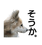 雑種犬タローの1日（個別スタンプ：35）