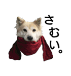 雑種犬タローの1日（個別スタンプ：36）