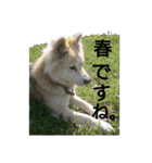 雑種犬タローの1日（個別スタンプ：37）