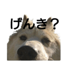雑種犬タローの1日（個別スタンプ：38）
