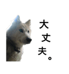 雑種犬タローの1日（個別スタンプ：39）