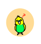 セキセイインコくん（個別スタンプ：1）