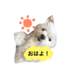 マルチワワの日常スタンプ（個別スタンプ：6）