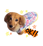 M.ダックスりーちゃんのスタンプ（個別スタンプ：1）