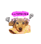 M.ダックスりーちゃんのスタンプ（個別スタンプ：14）