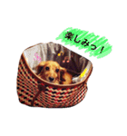 M.ダックスりーちゃんのスタンプ（個別スタンプ：16）