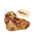 M.ダックスりーちゃんのスタンプ（個別スタンプ：20）