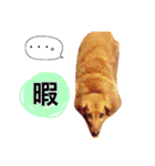 M.ダックスりーちゃんのスタンプ（個別スタンプ：23）