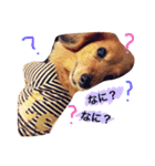 M.ダックスりーちゃんのスタンプ（個別スタンプ：24）