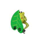 かえるカエル（個別スタンプ：20）