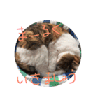 ねこまる日和パートつー（個別スタンプ：2）
