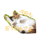 ねこまる日和パートつー（個別スタンプ：3）