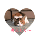 ねこまる日和パートつー（個別スタンプ：6）