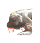 ねこまる日和パートつー（個別スタンプ：8）
