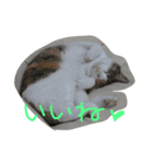 ねこまる日和パートつー（個別スタンプ：9）