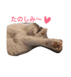 ねこまる日和パートつー（個別スタンプ：11）