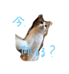 ねこまる日和パートつー（個別スタンプ：13）