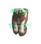 ねこまる日和パートつー（個別スタンプ：14）
