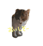 ねこまる日和パートつー（個別スタンプ：15）