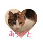 ねこまる日和パートつー（個別スタンプ：16）