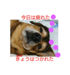 ヒロシくん（個別スタンプ：3）