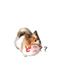 さんおび（個別スタンプ：10）