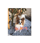 さんおび（個別スタンプ：11）