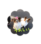 さんおび（個別スタンプ：15）