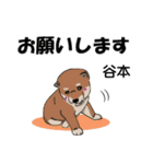 谷本さんが使う名前スタンプ・子犬イラスト（個別スタンプ：1）