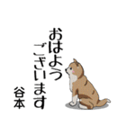 谷本さんが使う名前スタンプ・子犬イラスト（個別スタンプ：17）