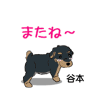谷本さんが使う名前スタンプ・子犬イラスト（個別スタンプ：23）